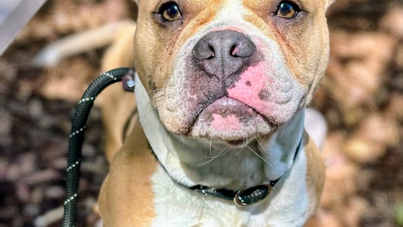 Lomita - Pit Bull Terrier