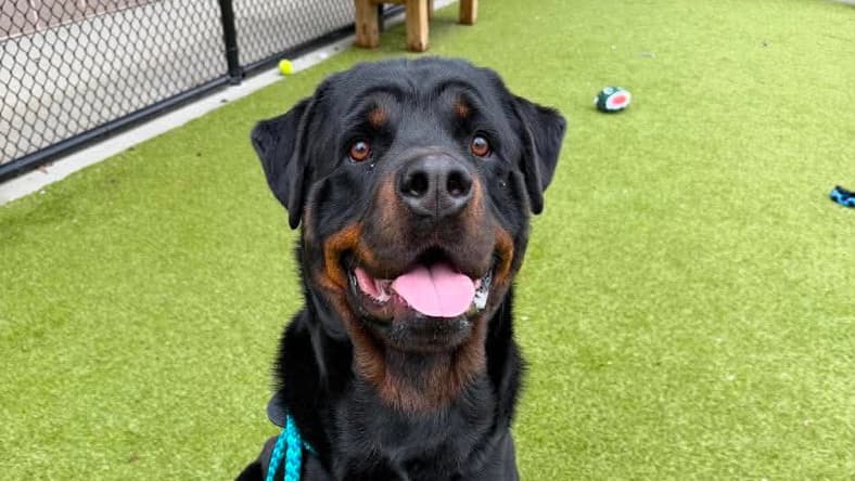 Orbit - Rottweiler