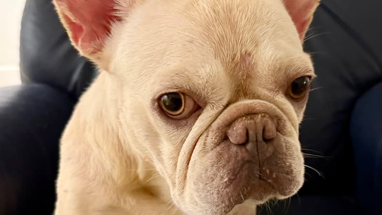 Purebred Female French Bulldog Storm - French Bulldog