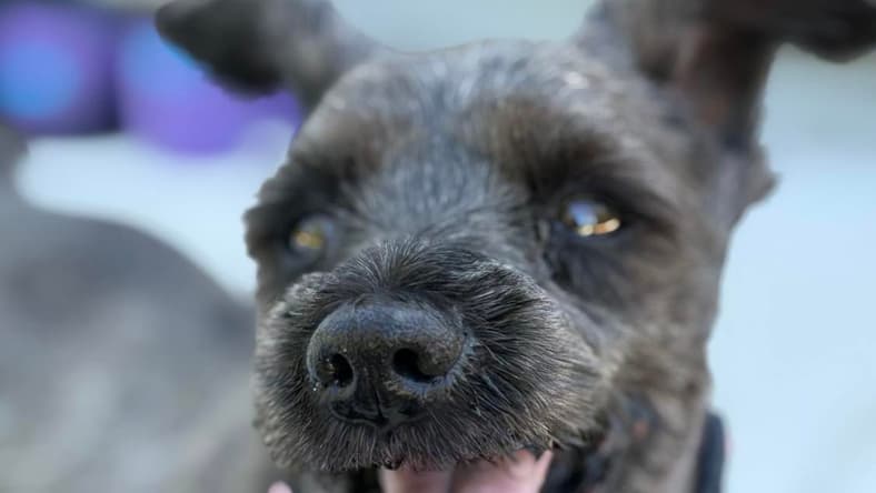 Penelope - Miniature Schnauzer