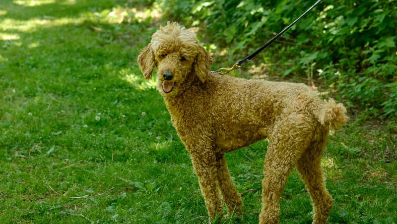 Mia - Poodle (unknown type)