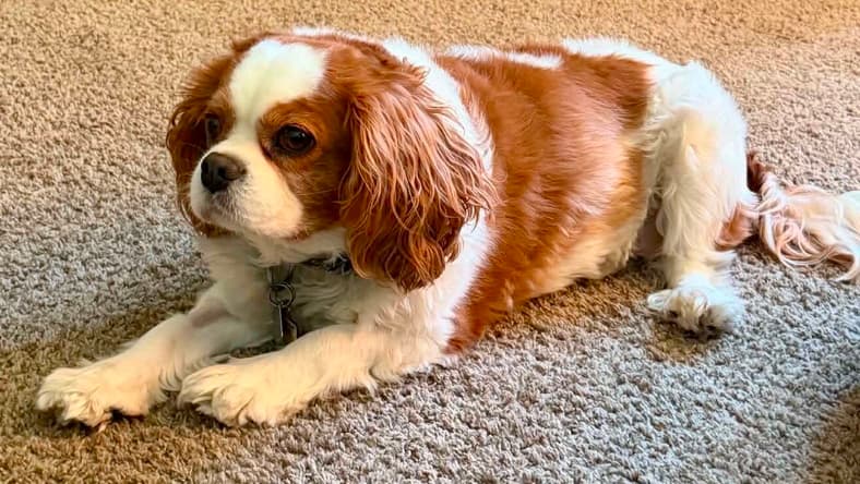 Jack - Cavalier King Charles Spaniel