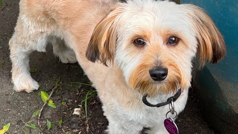Teddy - Havanese