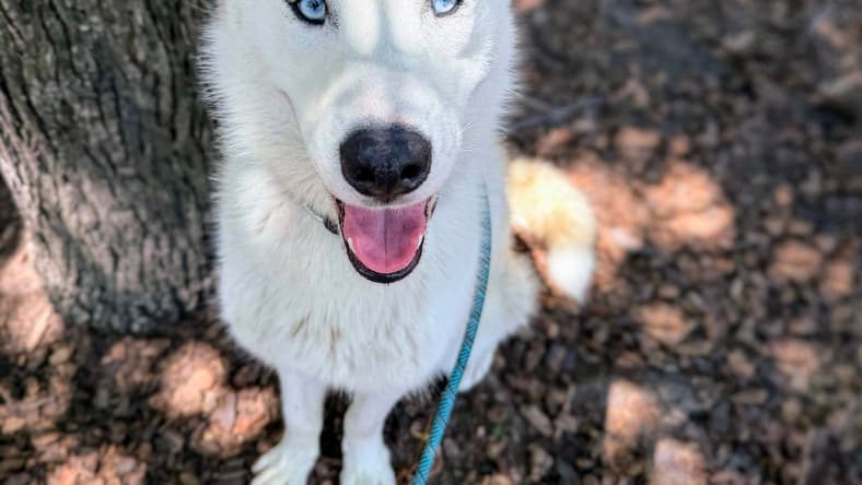 Palomino - Siberian Husky