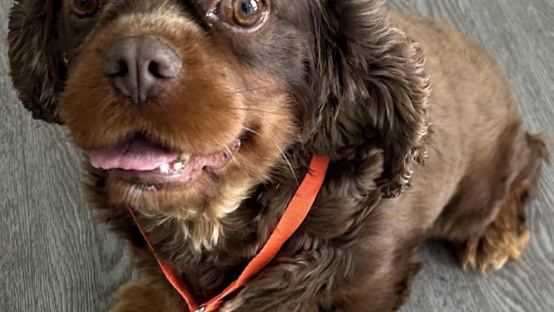 Buster - Cavalier King Charles Spaniel