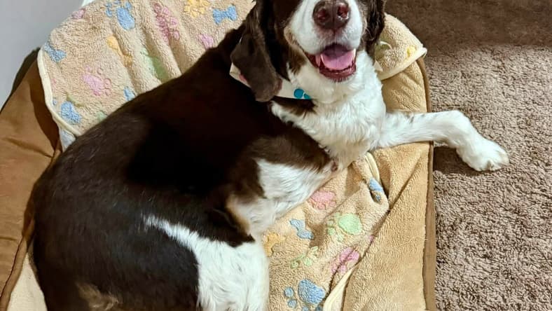 Browning - Springer Spaniel