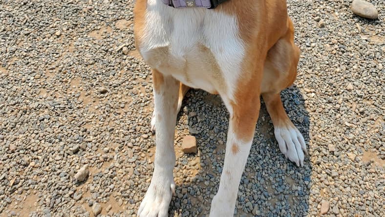 Goofy-Eared “Gentleman” Steals the Spotlight at Rescue Ranch—Meet Caleb ...