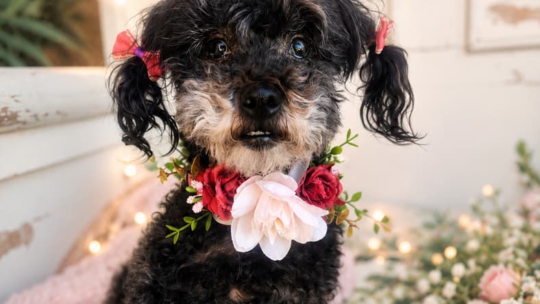 Senior Mini Poodle With ‘Star Power’ Lands in Rescue After Medical ...