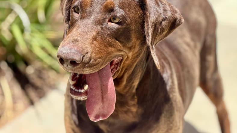 Heidi