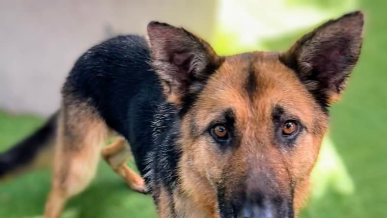 Seaside - German Shepherd Dog