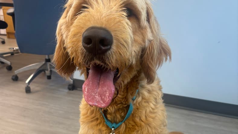 Lamb Chop - Golden Retriever
