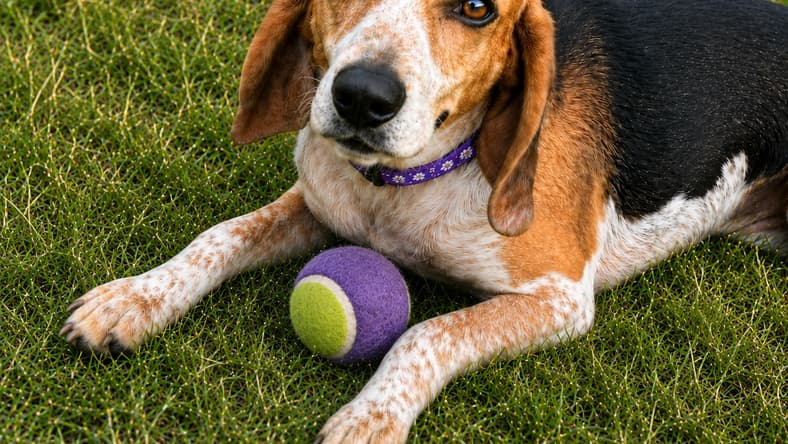 Bootsie - Beagle