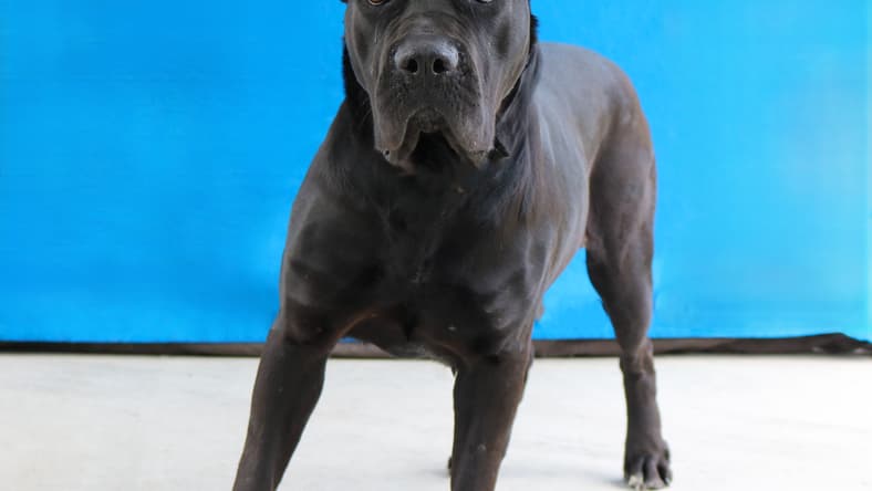 MAMBA - Cane Corso Mastiff