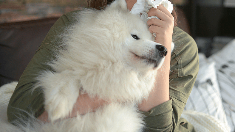 are you allergic to dogs? consider a hypoallergenic dog