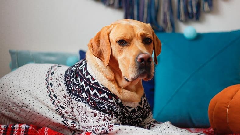 feature-image-dog-sweaters
