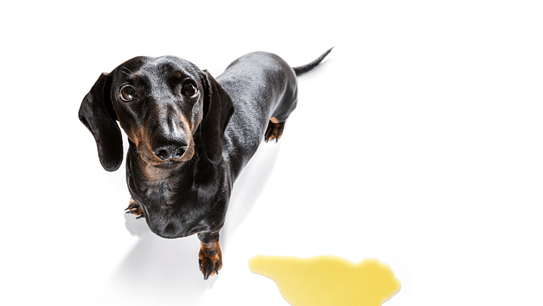 Dog-pee