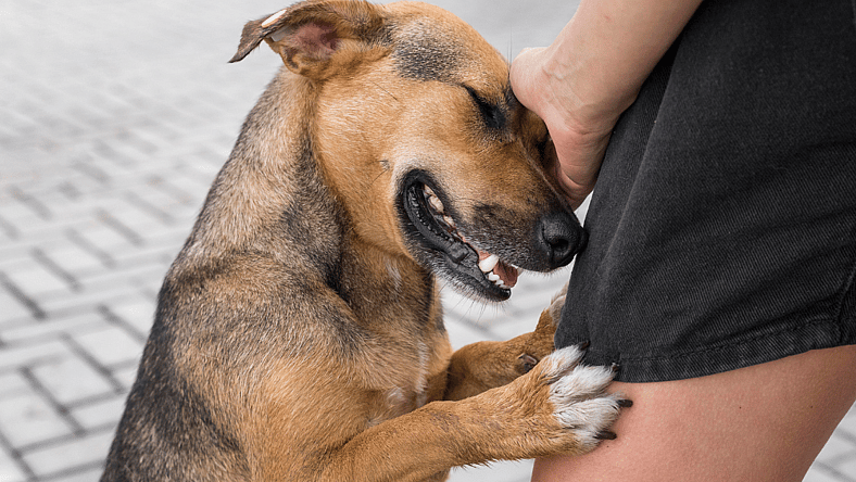 dog being surrender
