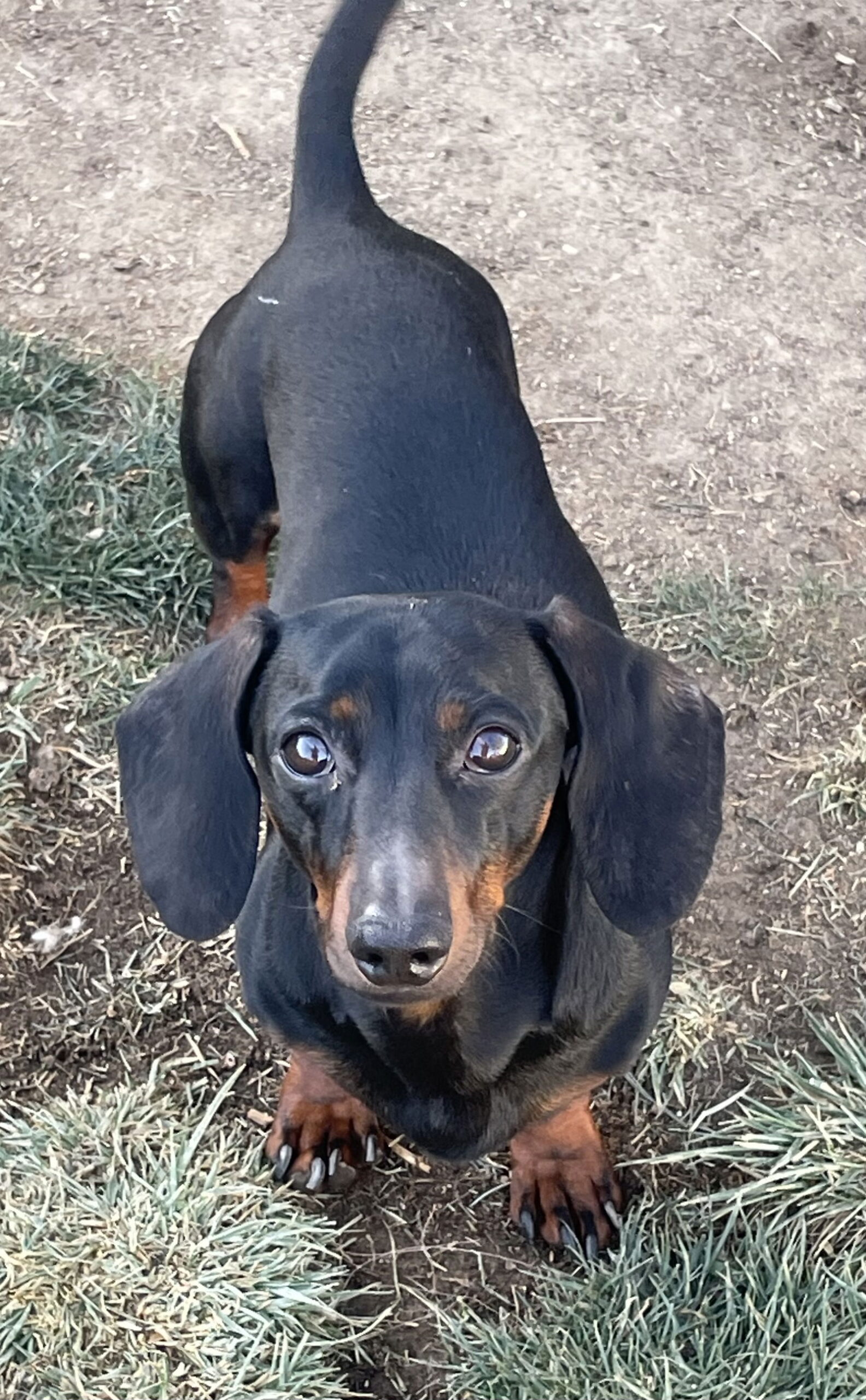 Bailey