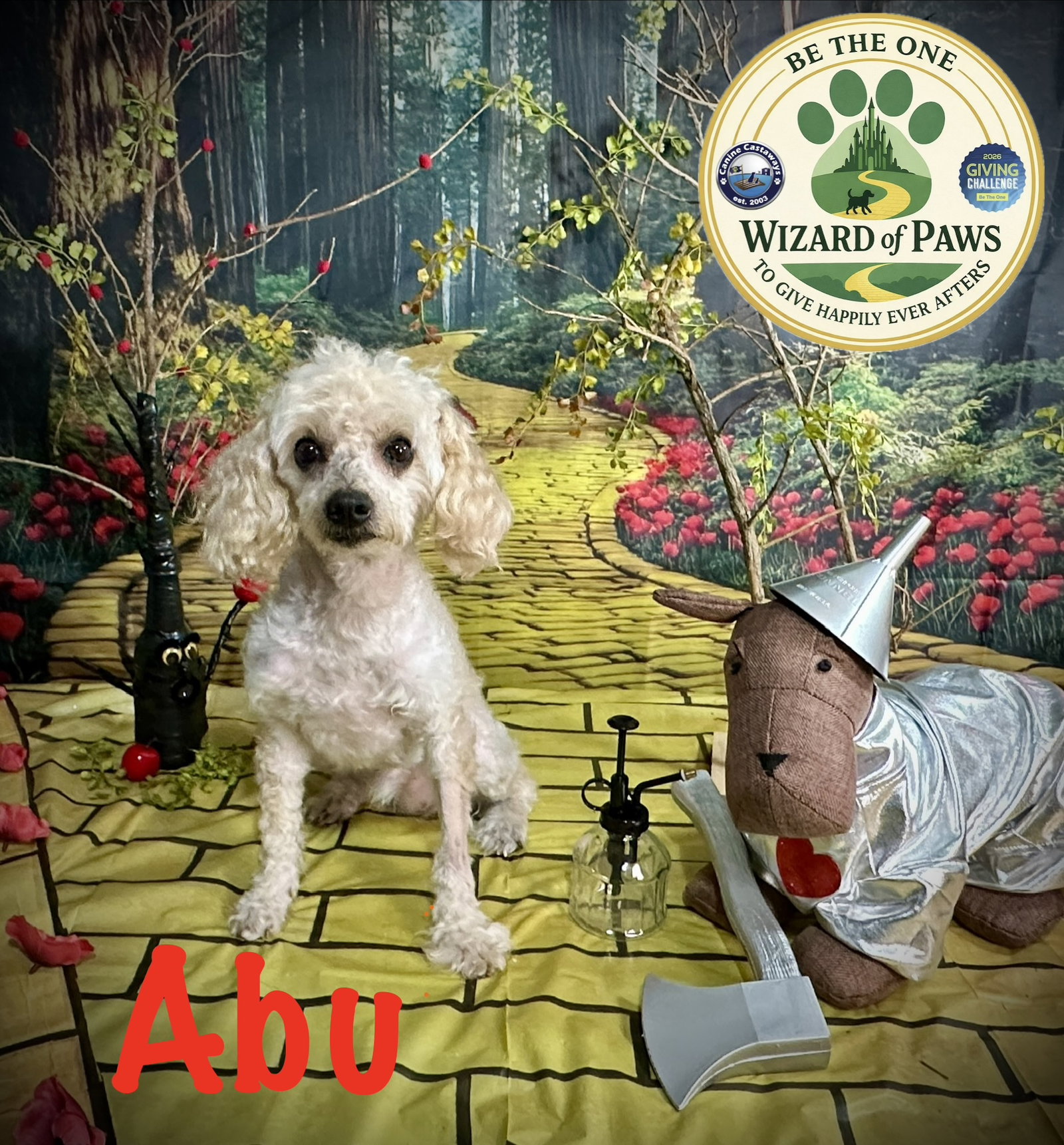 Abu - Poodle (Miniature)