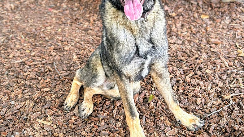 Jacob - German Shepherd Dog