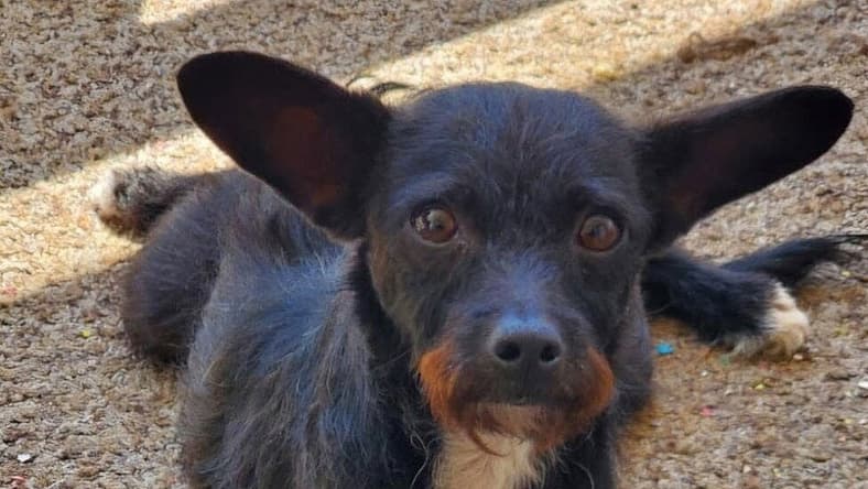 Peewee - Terrier