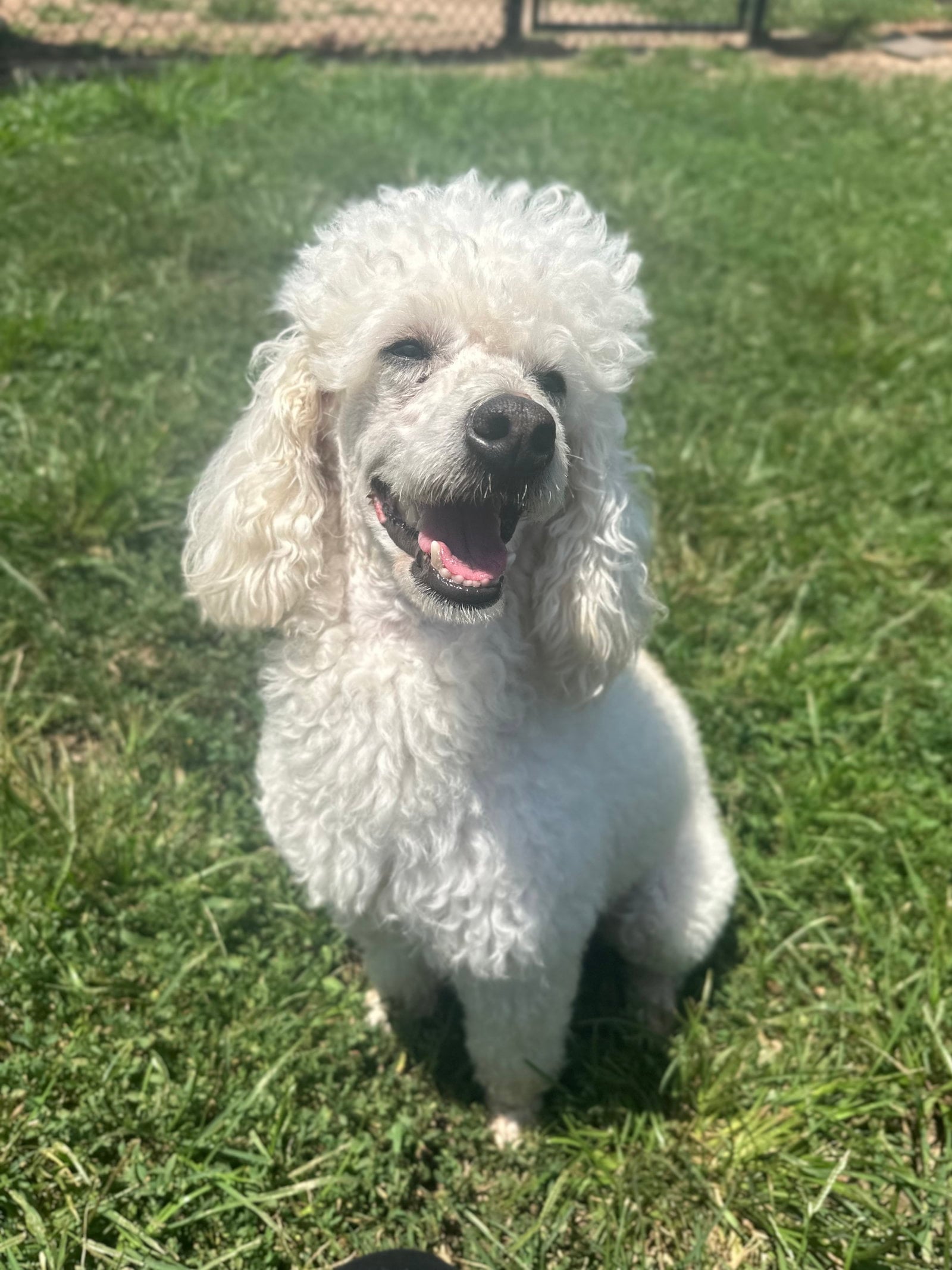 Louie Jun26 - Poodle (Miniature)