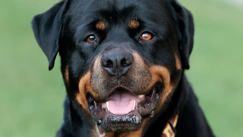 Maria - Rottweiler