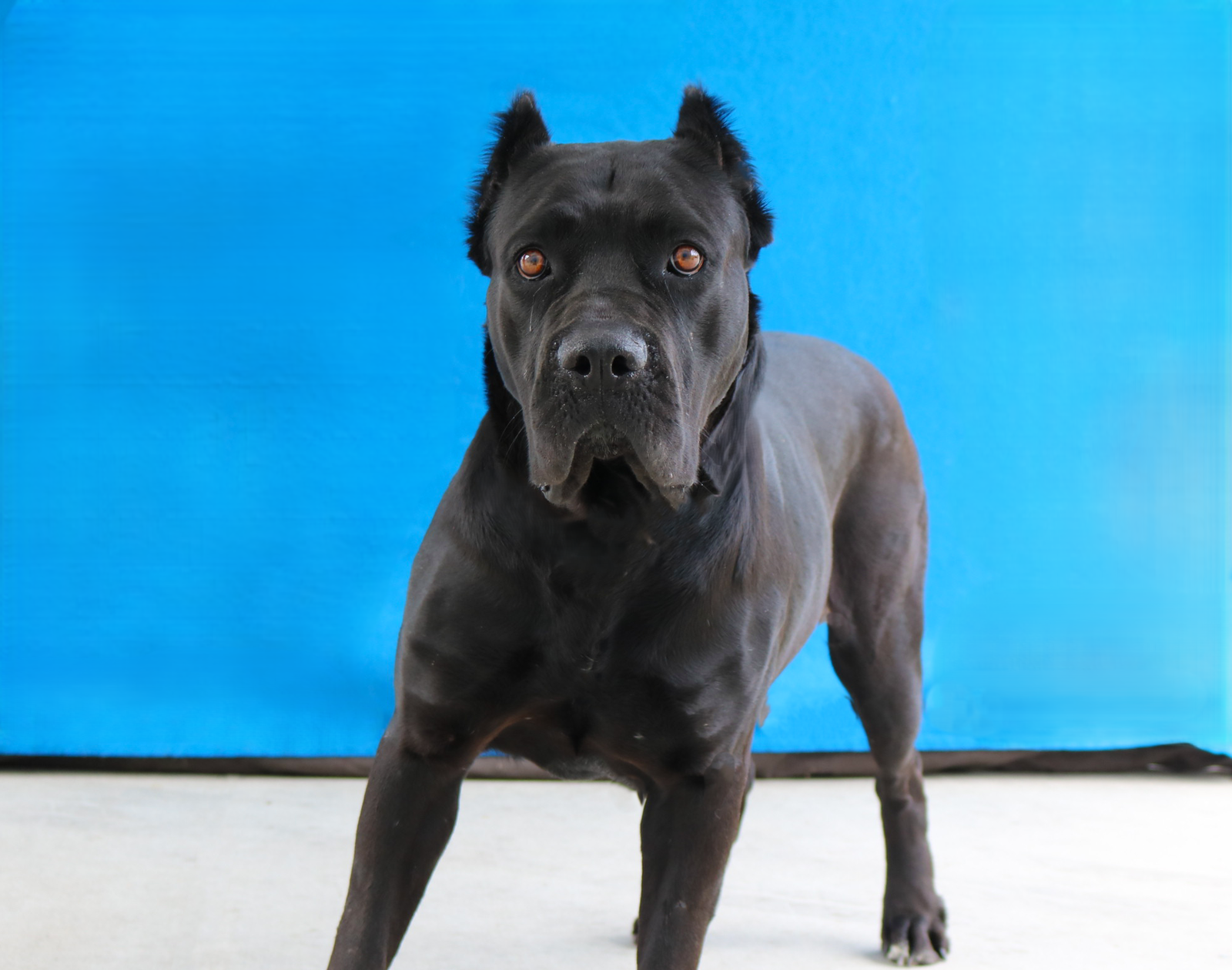 MAMBA - Cane Corso Mastiff