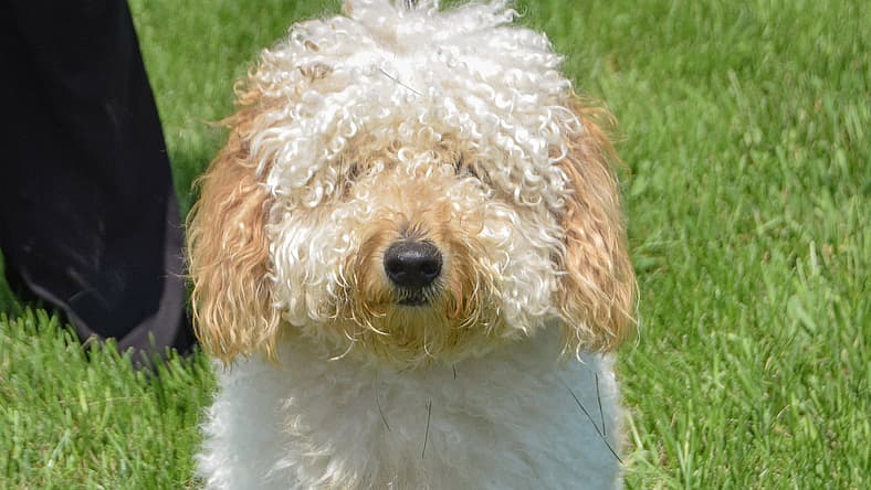Rocco - Poodle (unknown type)