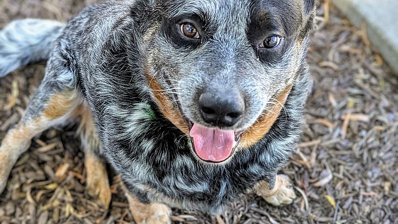 Buddy - Australian Cattle Dog/Blue Heeler