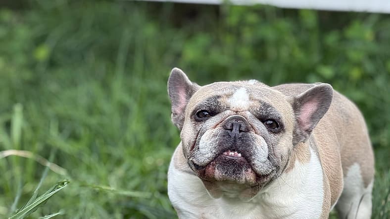 Rosie - French Bulldog