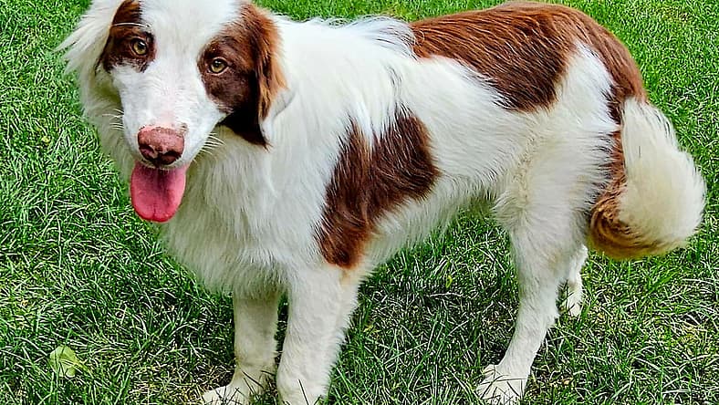 LEO - Australian Shepherd