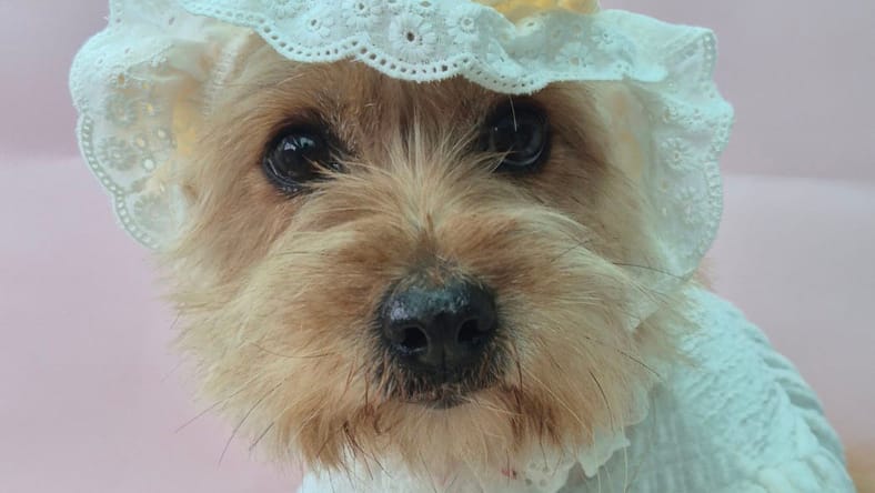 CHAEAH - Cairn Terrier