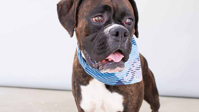CREDO - Boxer