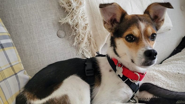 Cooper (VA) - Rat Terrier