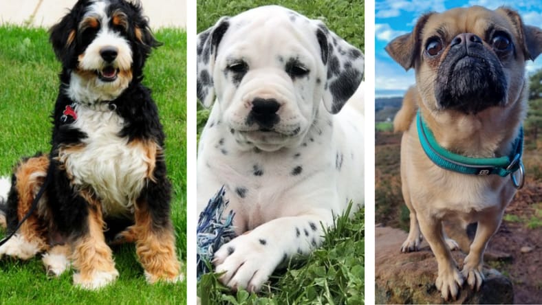 designer dog breeds