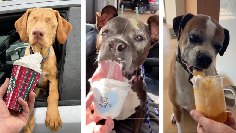 how to make a pumpkin puppuccino for your dog