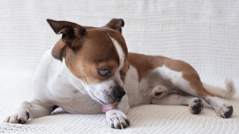 Dog licking paws