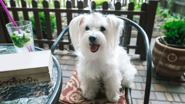 Maltese dog friendly restaurant