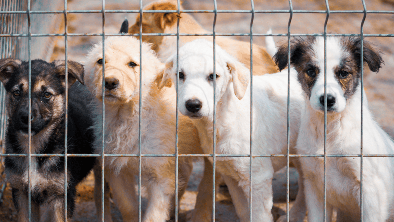what is a rescue dog?