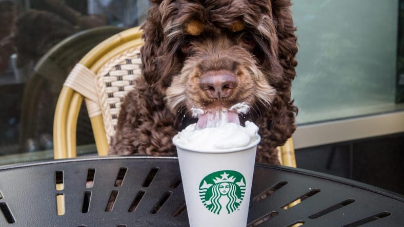 Puppuccino Fun