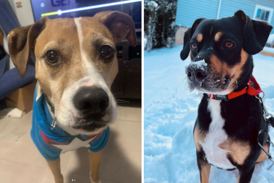 pitbull beagle mix