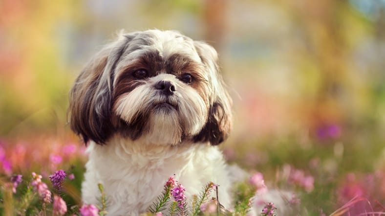 Hypoallergenic Dogs for Adoption