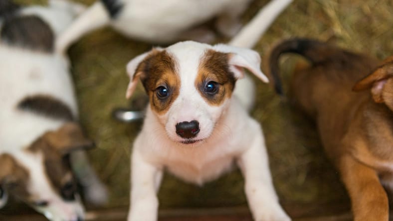 Small Dogs for Adoption