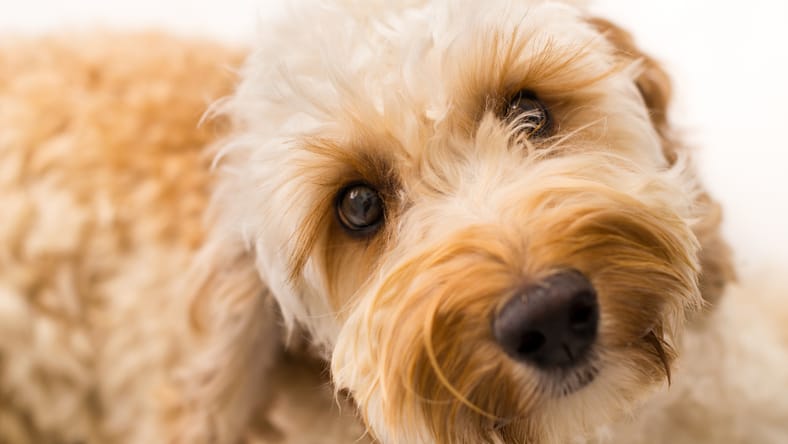 Australian Labradoodle