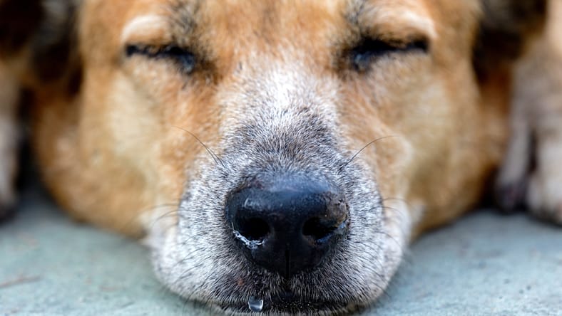 Dog's Runny Nose