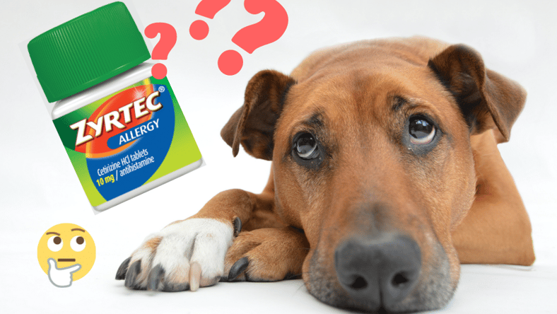 Dog & Zyrtec