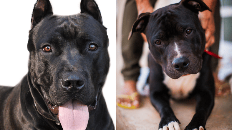 Black Pitbull