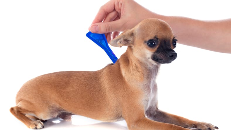 Hydrocephalus in dogs