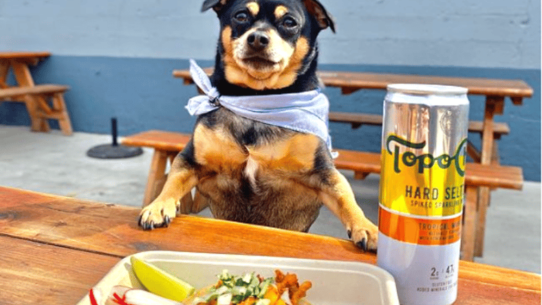 dog-in-a-restaurant